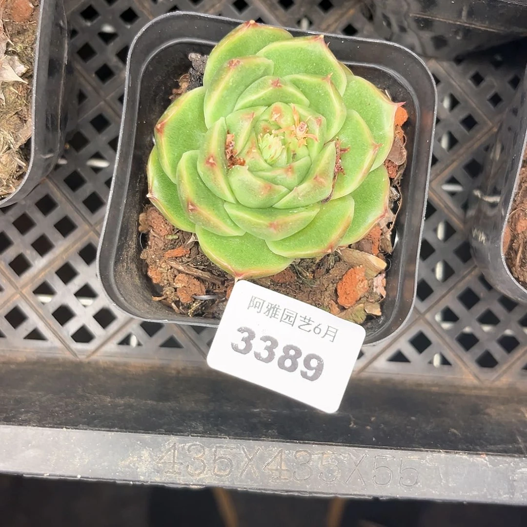 阿雅园艺。   3389mg