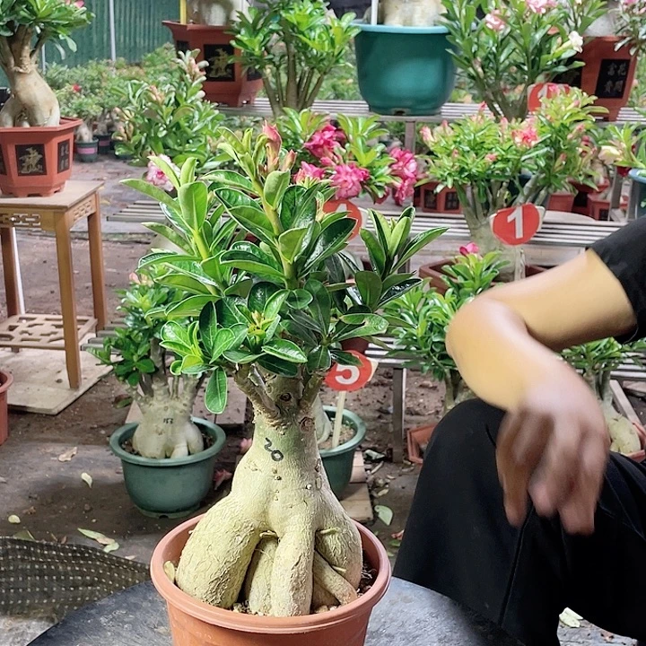 庞***厨完全开放沙漠玫瑰