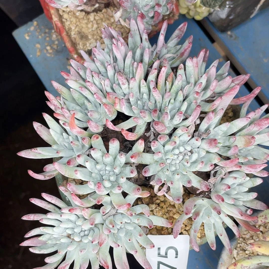 雪花多头老桩8375