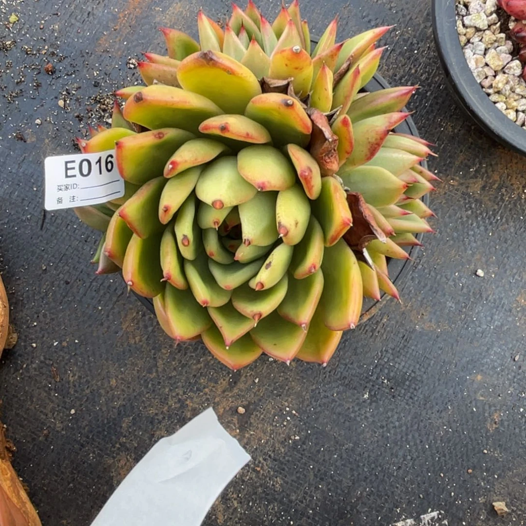 无花朵若如东云单拍E016