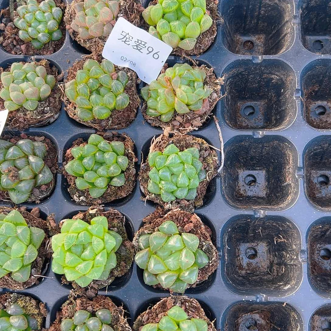 直播福利一物一拍96