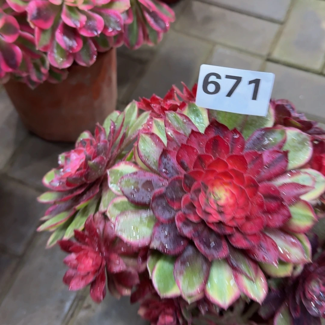多肉植物671黑魔锦 法师