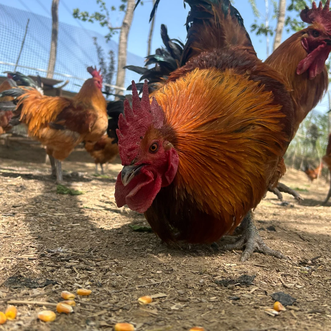 （贝多农货）300多天正宗自家林下散养走地鸡老公鸡