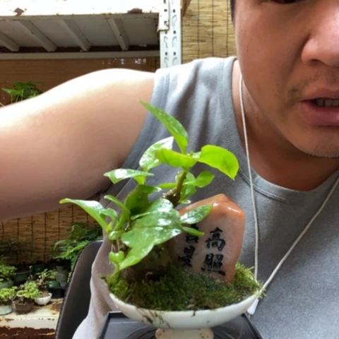 红陶一物一拍所见即所得97