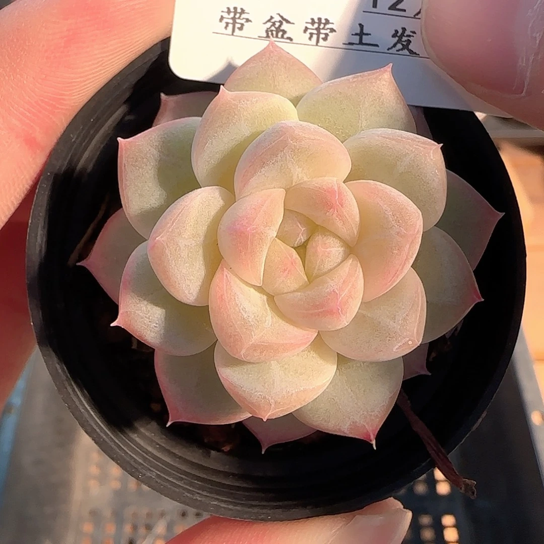 多肉1207-105福利福利