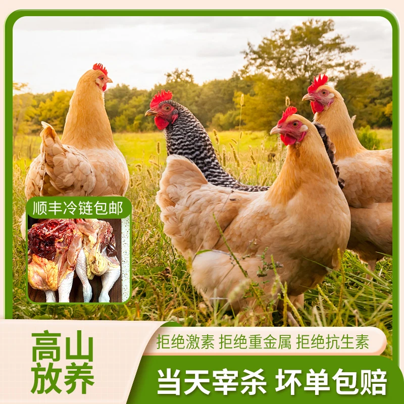 正宗黄油老母鸡生态散养老母鸡现杀新鲜农家纯五谷喂养