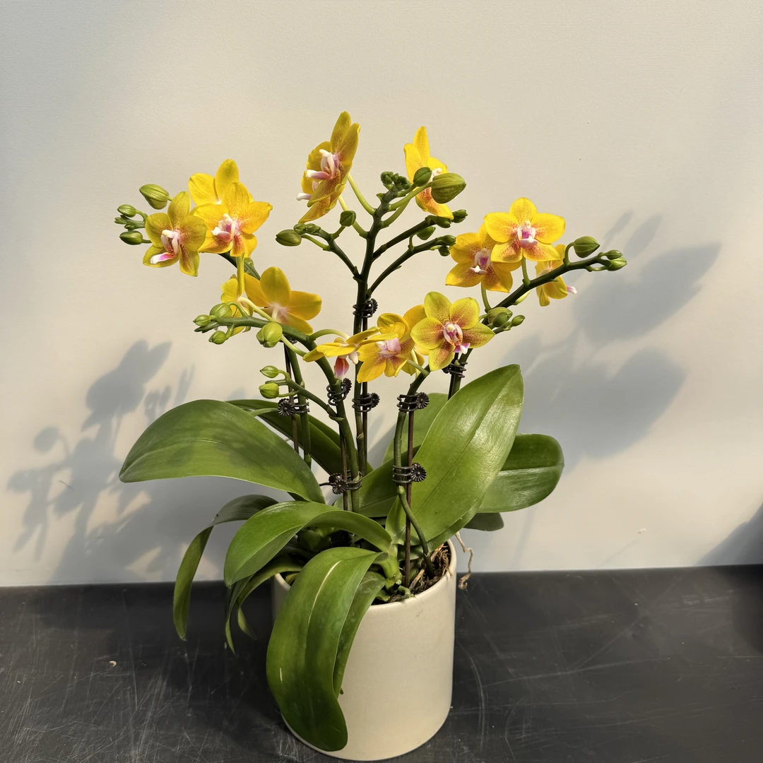 【彼自豪】蝴蝶兰带花带花苞  室内高级绿植花卉盆栽