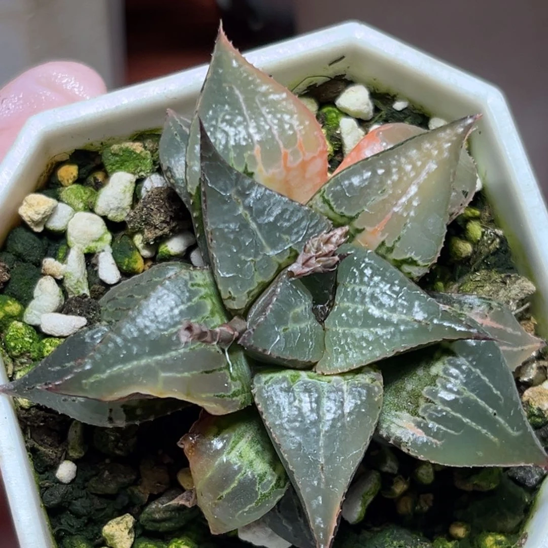 恭喜发财大吉大利0173