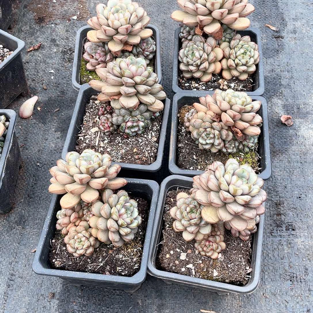 葡萄15.8米 量拍多肉