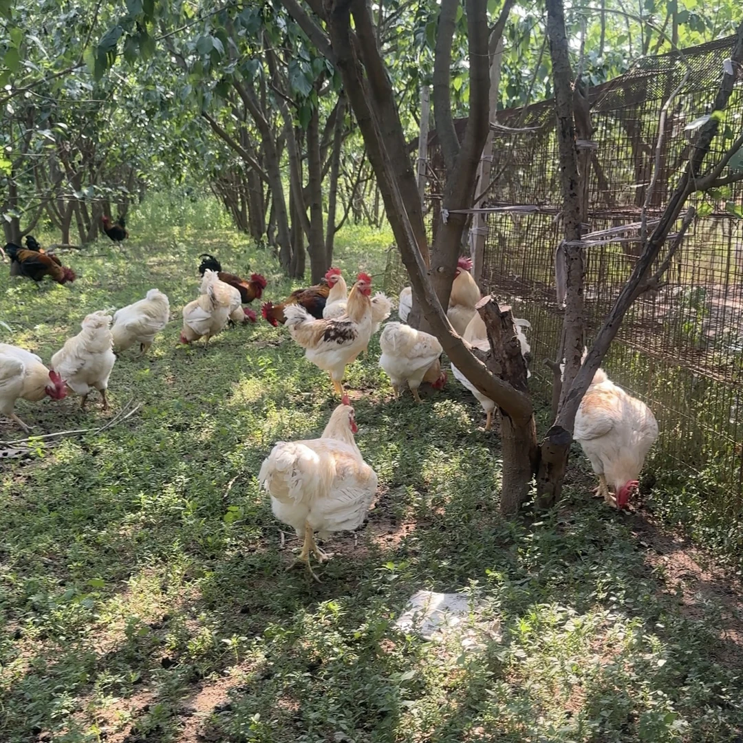 正宗纯粮散养老品种大白公鸡新鲜现杀【冷链包邮】