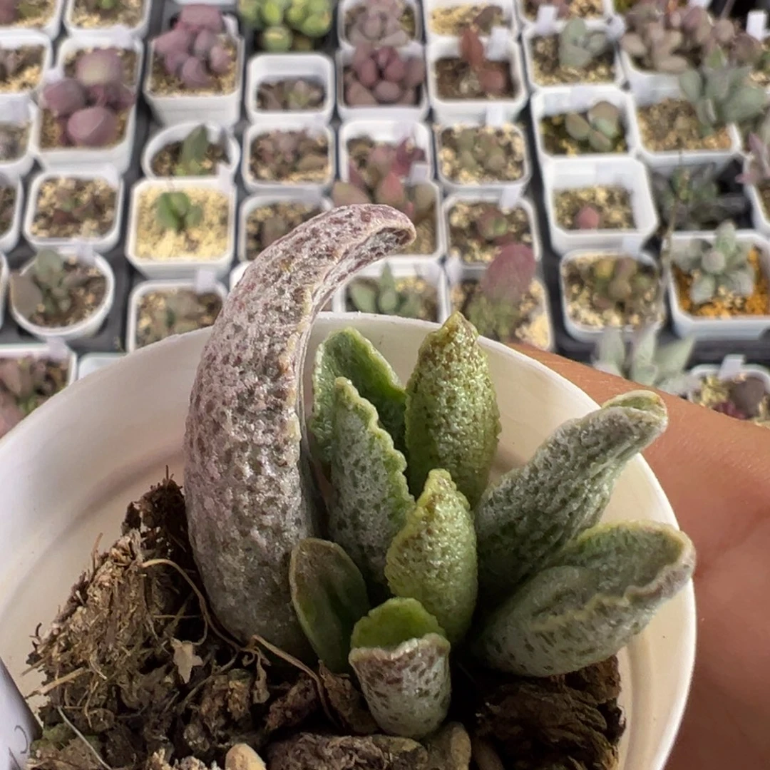 花岗岩多肉植物水泡