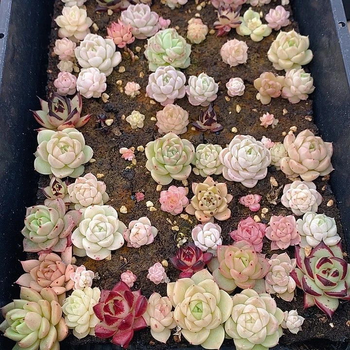 41 多肉植物盆栽花卉植物