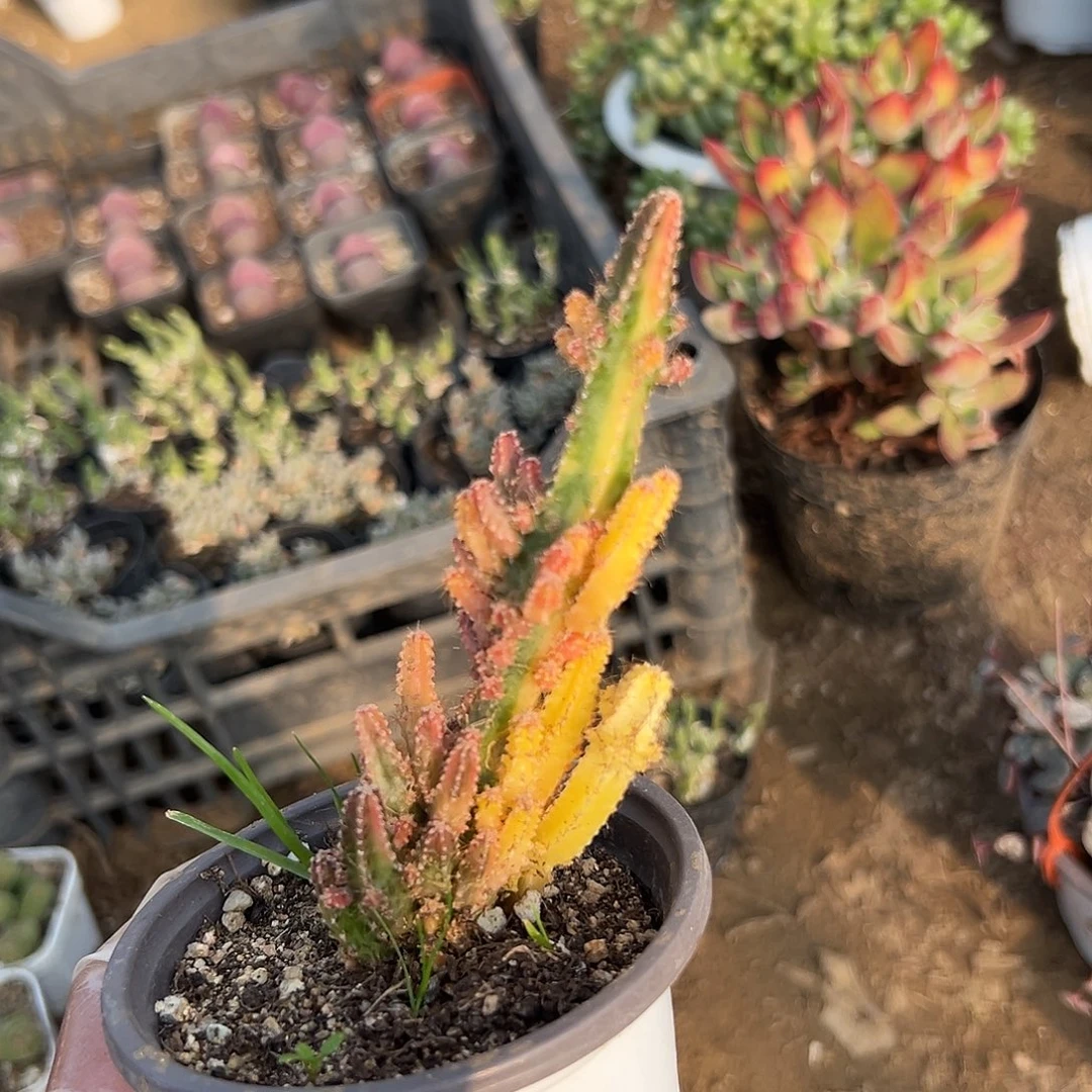 多肉植物万重山锦