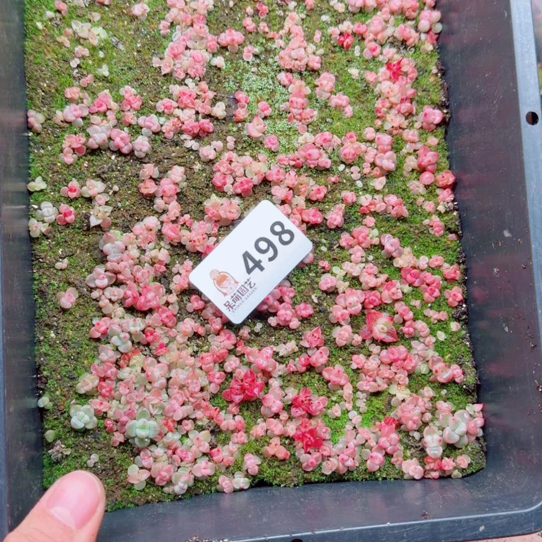 一***提多肉植物多肉植物
