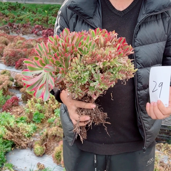 女郎醉话29号多肉法师