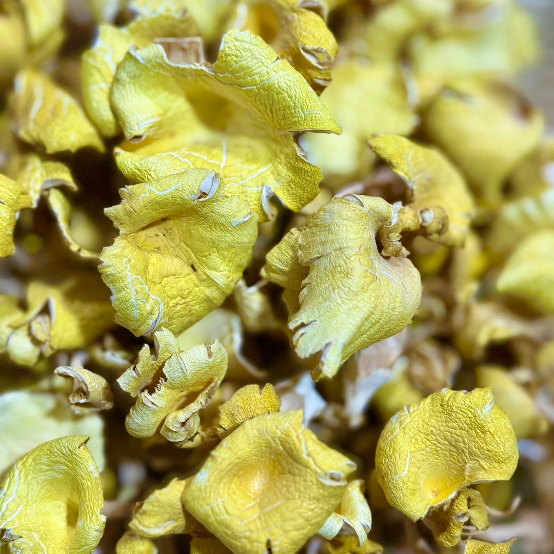 【云南深山货】鸡油菌干货来啦！炖汤鲜掉眉毛 农家自晒野生菌！