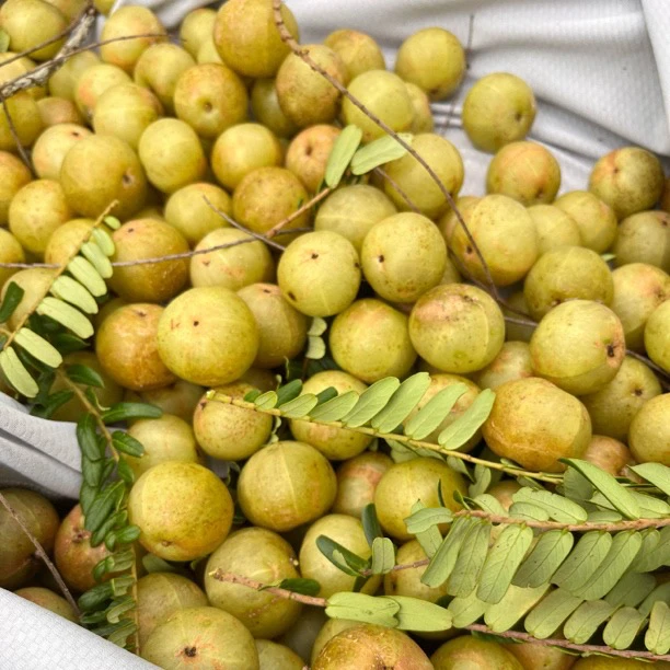 新鲜采摘青油甘果余甘果滇橄榄果油柑酸 水果油甘子包邮