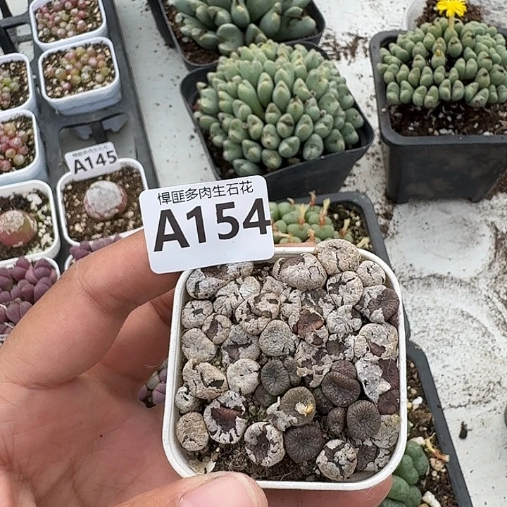 154多肉植物多肉植物