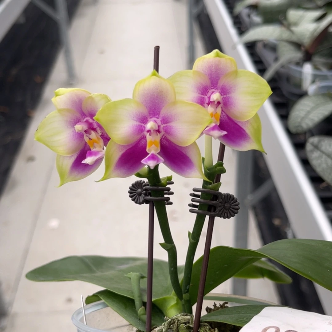 完全开放600 3寸JG2333 一物一拍