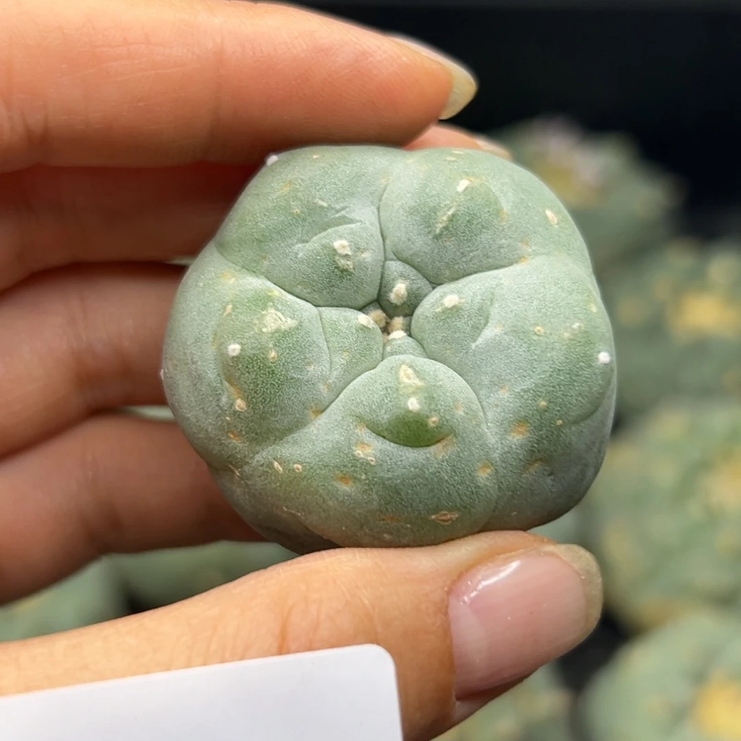 ?**囡341  有根 仙人球的世界