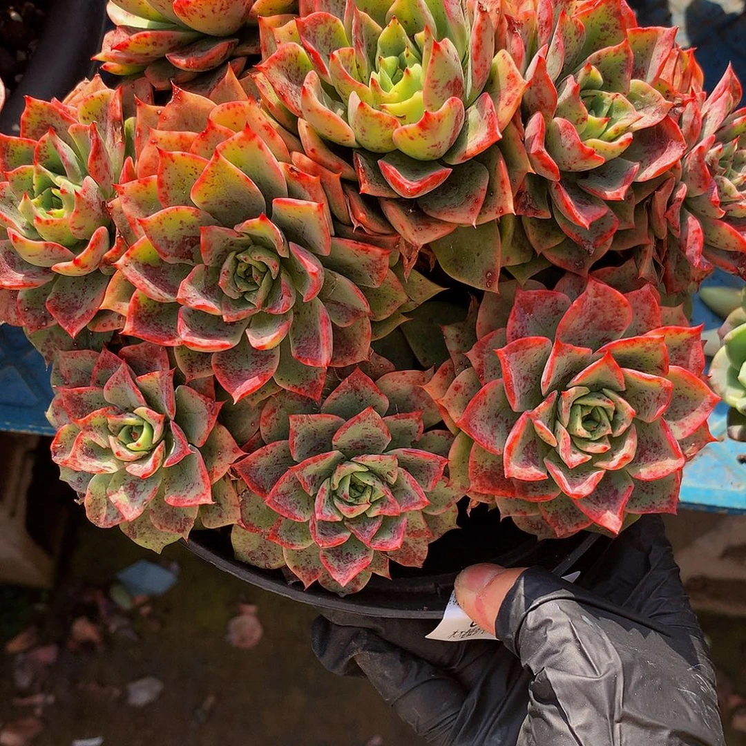 豆***包贝拉多娜08016多肉多肉