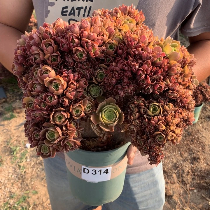 314号玫瑰朵朵脱土