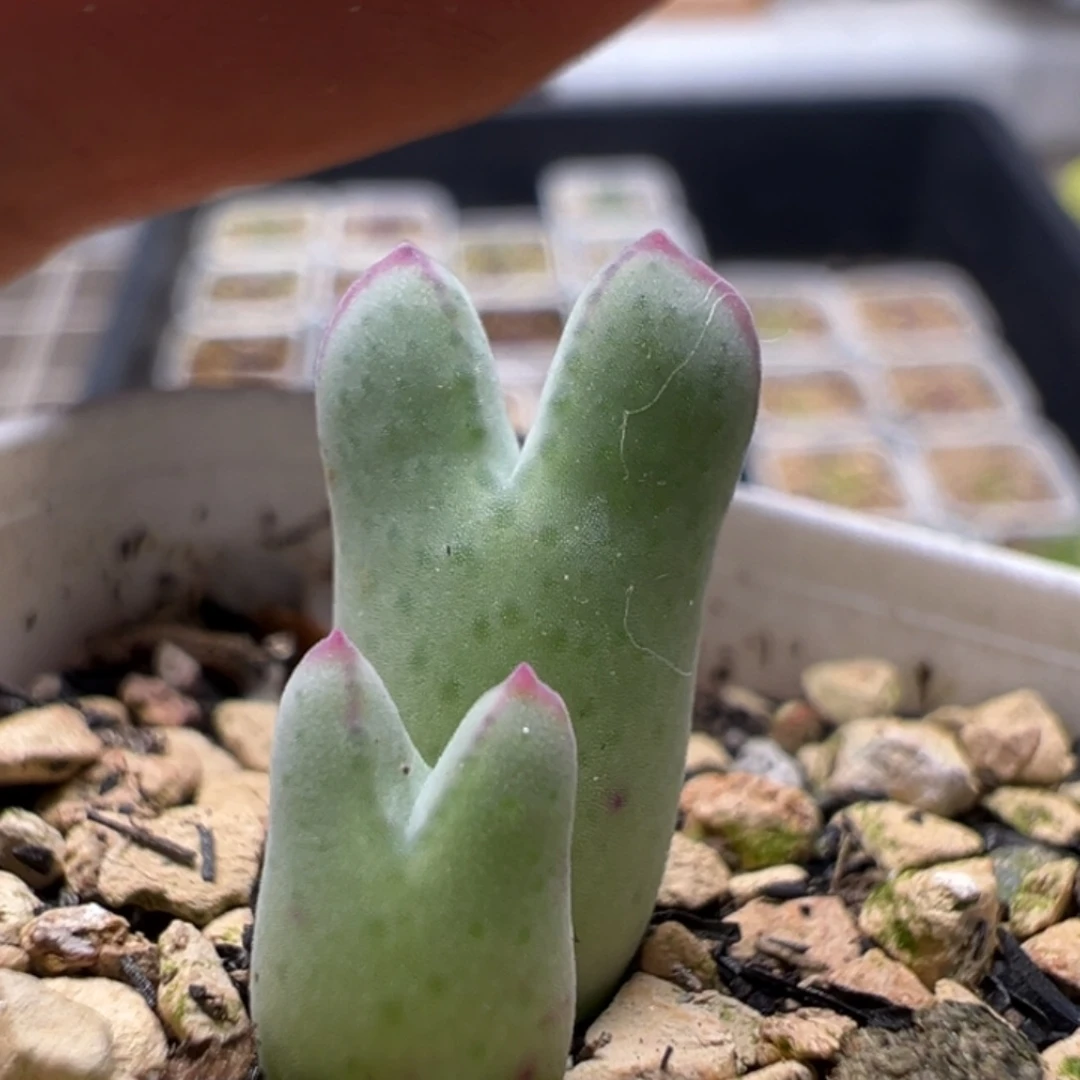 985猪蹄母本一物一拍