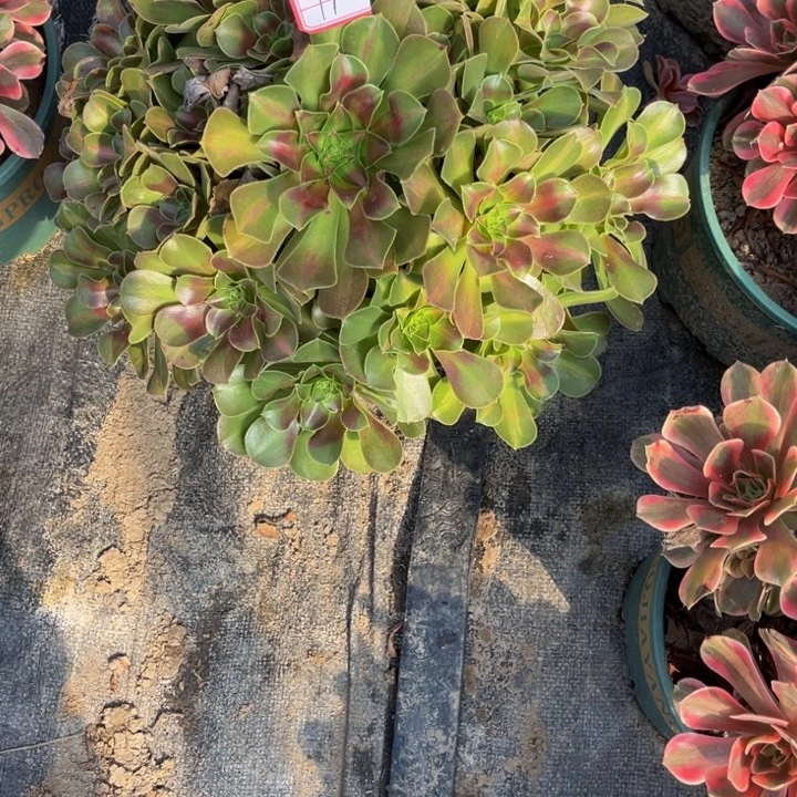 17女中班多肉植物法师