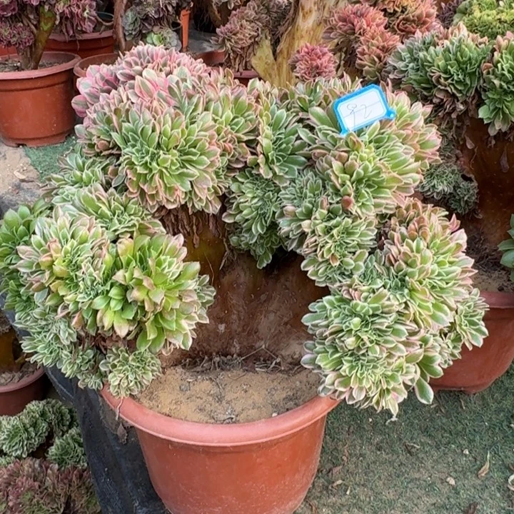 白凤法师锦缀化微瑕92