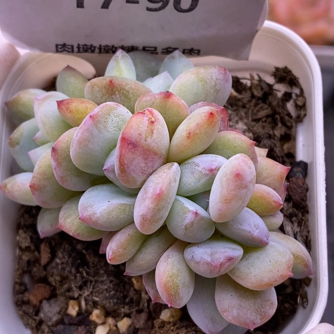 【闪购商品】17-90