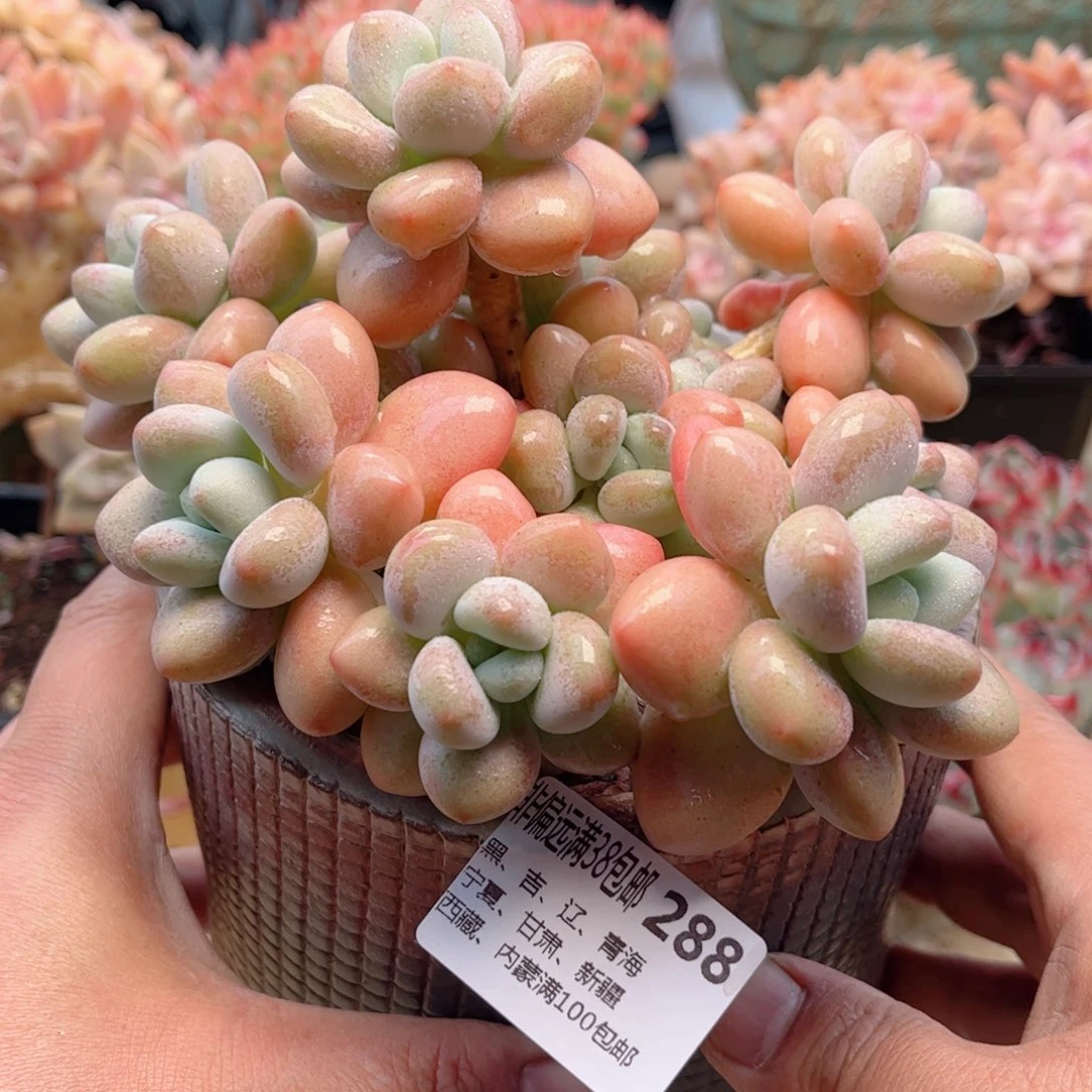 288香水洛神德华多肉