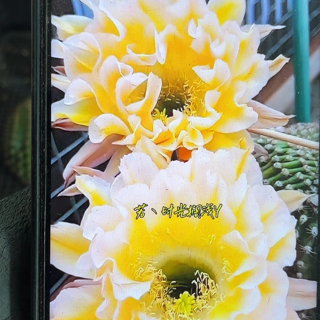 18a5侧芽歪6公分以上满18包邮
