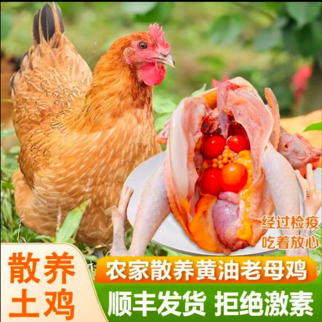 农家黑脚黄油老母鸡生态散养老笨鸡土鸡老柴鸡农户自养草鸡顺丰