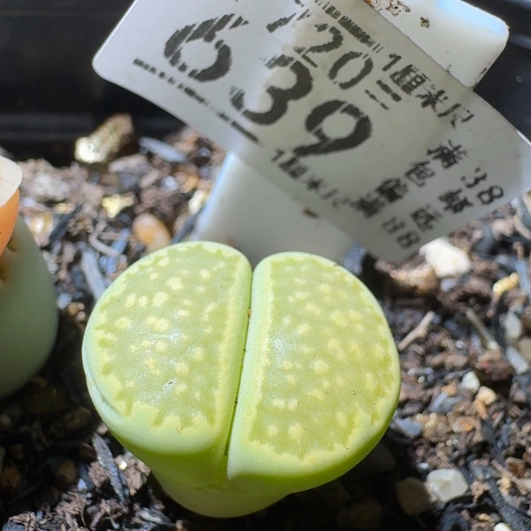 Sss精选优质石头639