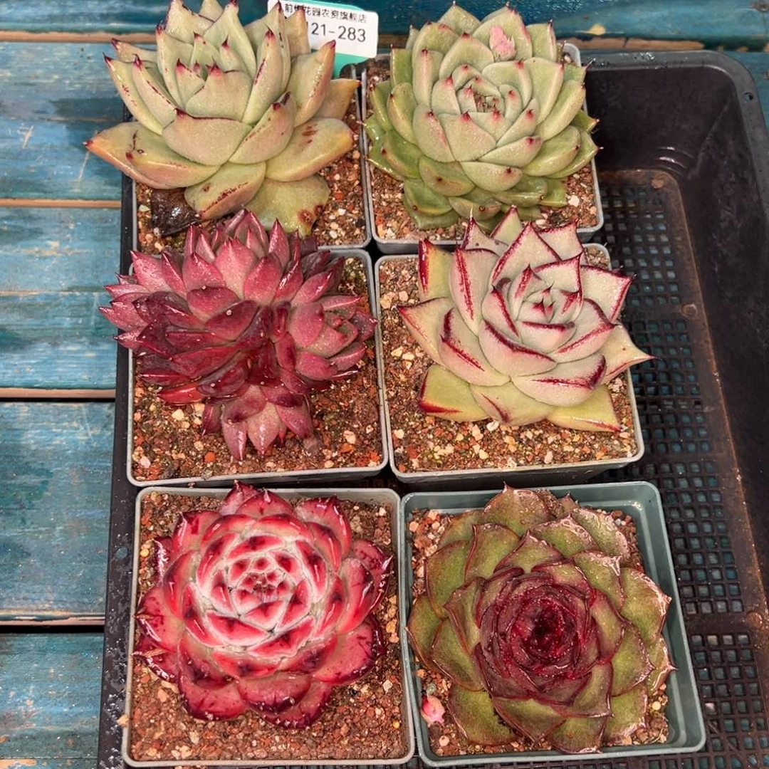 从前慢多肉精选编号0121.283