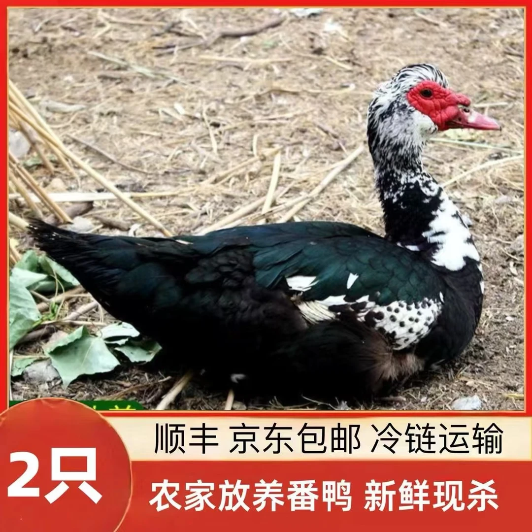 【鲁西1】山林放养番鸭 现宰现杀 顺丰/京东包邮 2只净重8斤