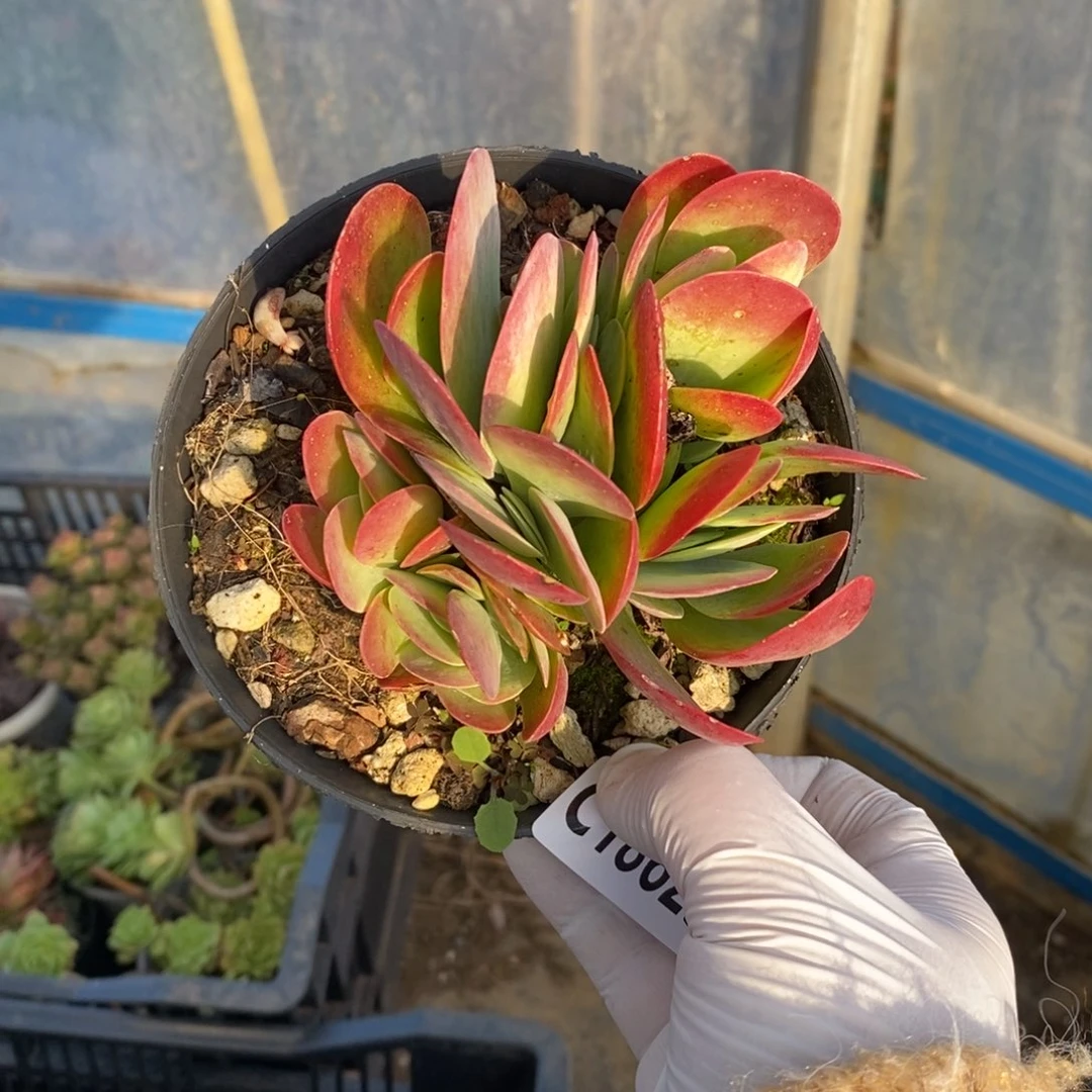 18623唐印群一物一拍