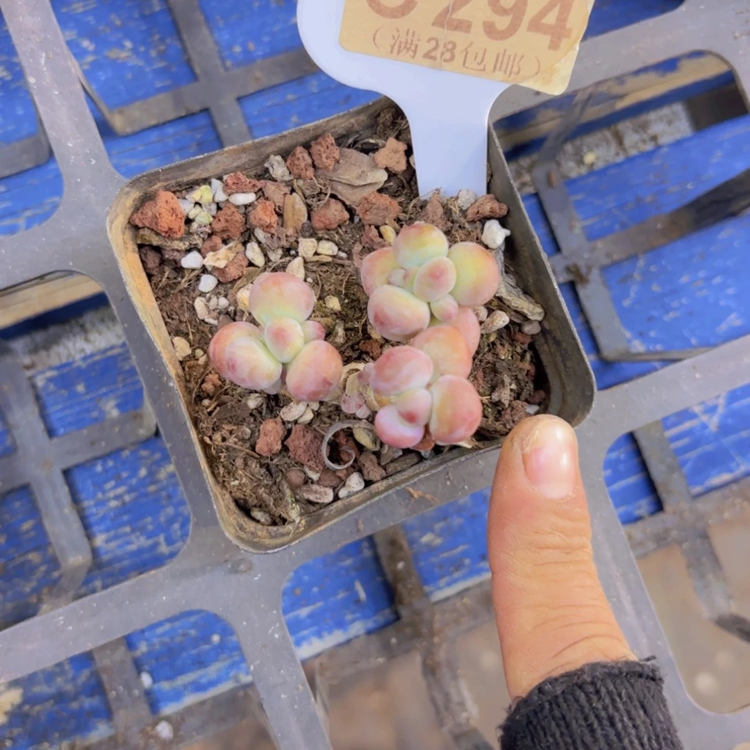 C294苹果奶一物一拍