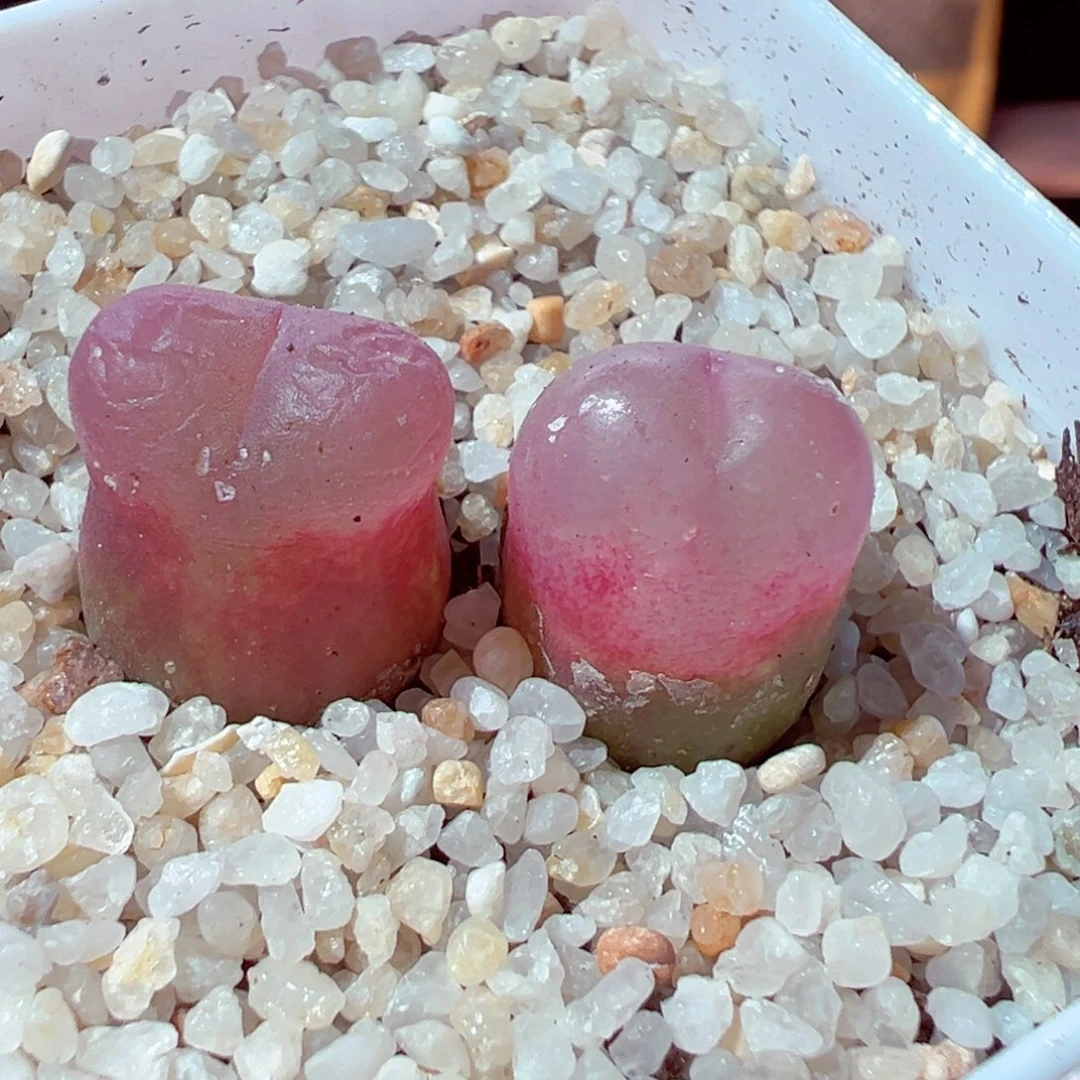 307-662.多肉红毛