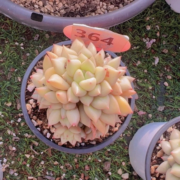 健健康康平平安安