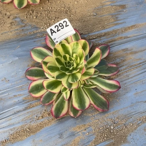 苹**艺多肉植物水中月捧花