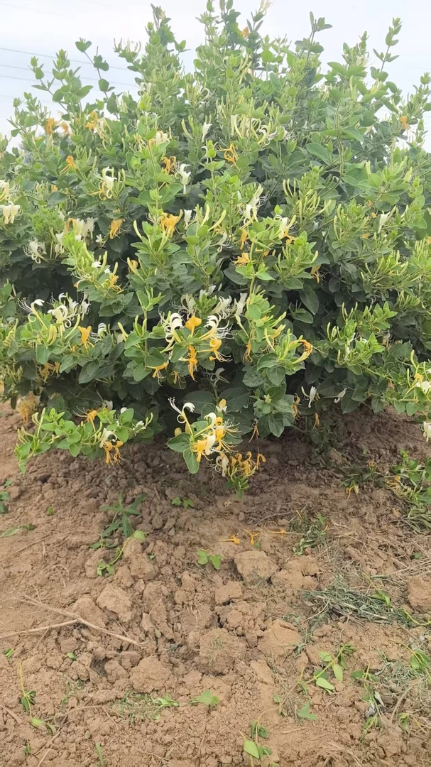 巨鹿特产助农初级农产品现摘金银花观赏