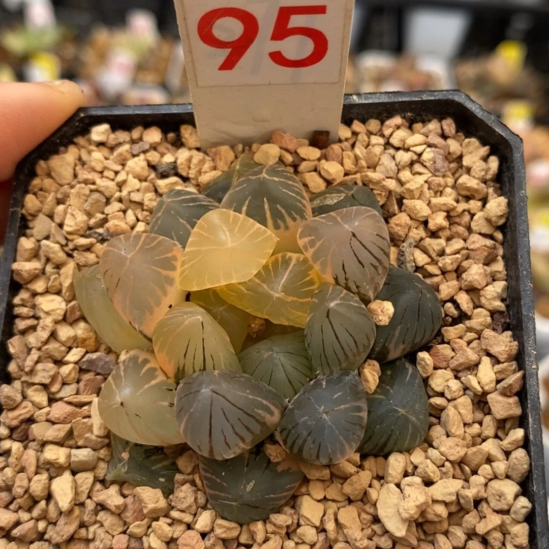 95om玉露多肉植物