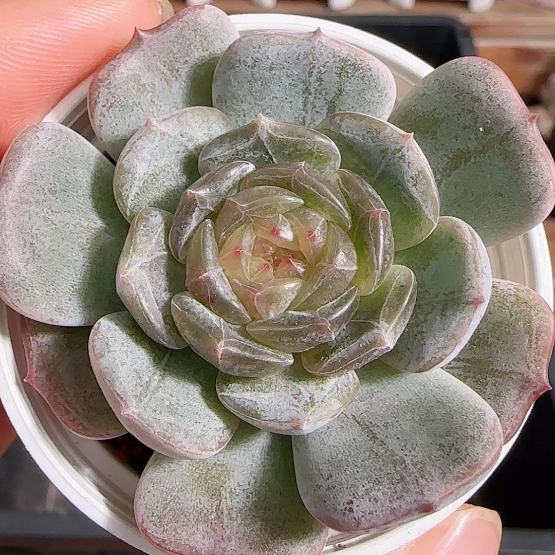 多肉1105--252白恋