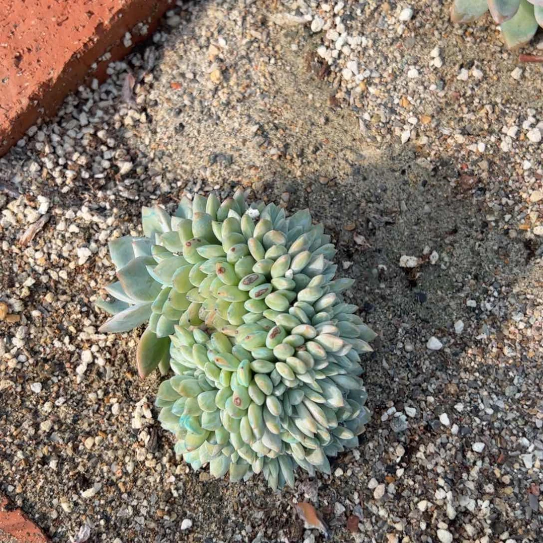 多肉多肉盘龙盘龙