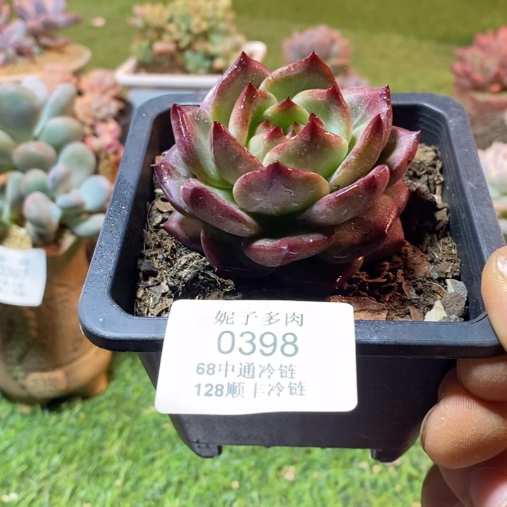 0398啊啊啊啊啊啊啊啊啊