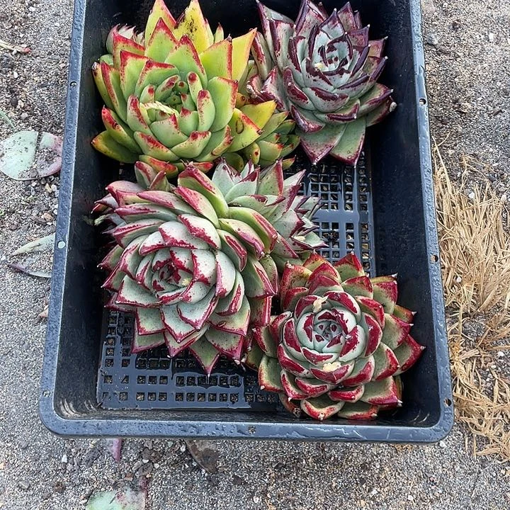 若如东云组拍A650