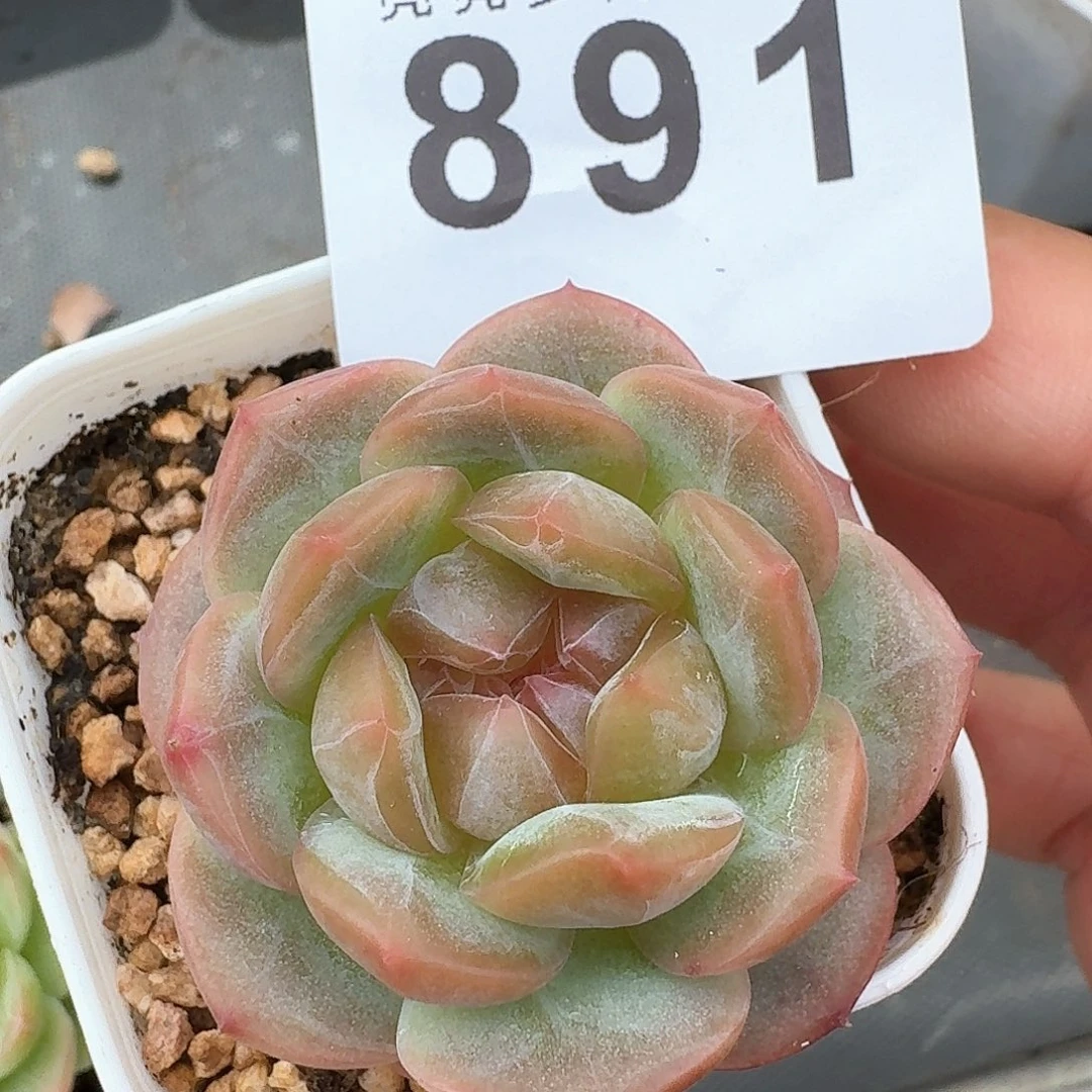 珍妮精美多肉植物多肉花盆栽网红室内多肉盆栽多肉花卉冰玉精品