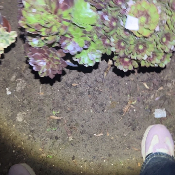 艳***不包侧枝一物一拍27