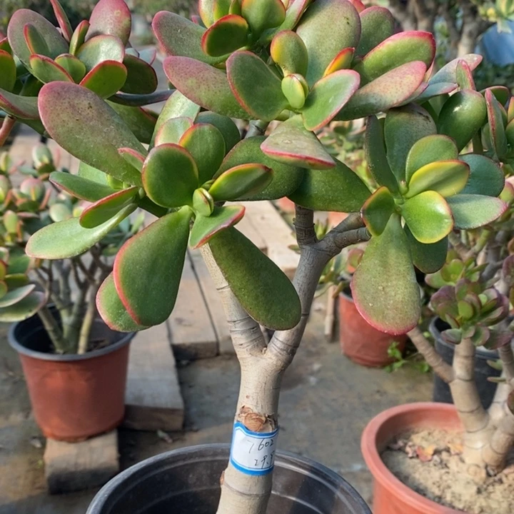 黄金花月一物一拍